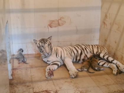 MP: White Tigress gives birth to 3 cubs at Gandhi Zoological Park in Gwalior | MP: White Tigress gives birth to 3 cubs at Gandhi Zoological Park in Gwalior MP: White Tigress gives birth to 3 cubs at Gandhi Zoological Park in Gwalior | MP: White Tigress gives birth to 3 cubs at Gandhi Zoological Park in Gwalior