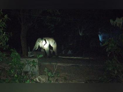 Three cows trampled to death by elephant in Andhra's Parvathipuram Manya | Three cows trampled to death by elephant in Andhra's Parvathipuram Manya