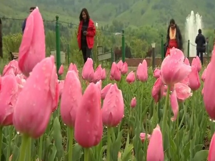 J-K: Tulip garden closes for this season after record tourist footfall | J-K: Tulip garden closes for this season after record tourist footfall