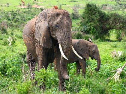 Animals' travelling speed determined by use of energy and shedding heat: Study | Animals' travelling speed determined by use of energy and shedding heat: Study Animals' travelling speed determined by use of energy and shedding heat: Study | Animals' travelling speed determined by use of energy and shedding heat: Study