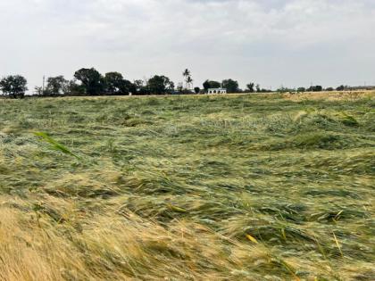 Maharashtra: Farmers protest on 'Akshaya Tritiya' after rains damaged crops | Maharashtra: Farmers protest on 'Akshaya Tritiya' after rains damaged crops