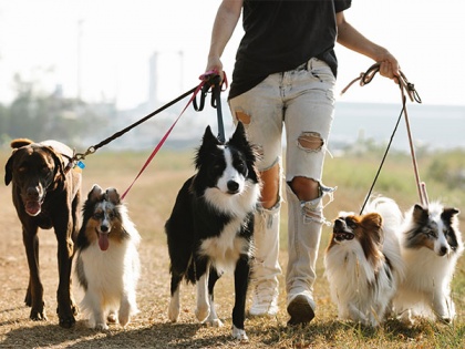 Walking a leashed dog linked to risk of traumatic brain injury among adults: Research | Walking a leashed dog linked to risk of traumatic brain injury among adults: Research
