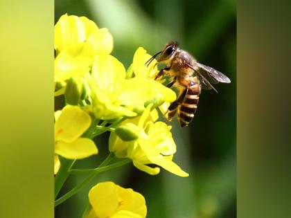 Pune: 10 members of family hospitalised after being attacked by bees | Pune: 10 members of family hospitalised after being attacked by bees