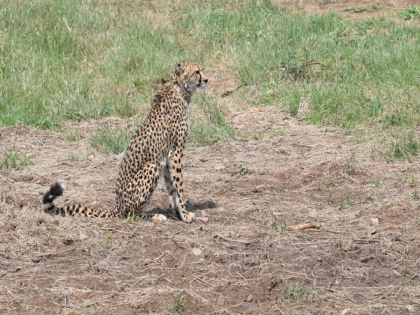 Expected such mortality rates: South Africa Govt on cheetah deaths at Kuno National Park | Expected such mortality rates: South Africa Govt on cheetah deaths at Kuno National Park Expected such mortality rates: South Africa Govt on cheetah deaths at Kuno National Park | Expected such mortality rates: South Africa Govt on cheetah deaths at Kuno National Park