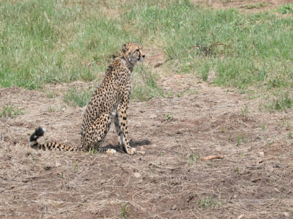 Expected such mortality rates: South Africa Govt on cheetah deaths at Kuno National Park | Expected such mortality rates: South Africa Govt on cheetah deaths at Kuno National Park