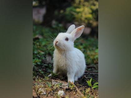 Study: Pet rabbits desire freedom to exercise | Study: Pet rabbits desire freedom to exercise