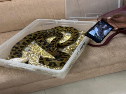 TN: Passenger from Kuala Lumpur intercepted at Chennai airport after snakes found in checked-in baggage | TN: Passenger from Kuala Lumpur intercepted at Chennai airport after snakes found in checked-in baggage