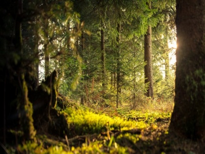 Study reveals tree diversity improves carbon storage, soil fertility in forests | Study reveals tree diversity improves carbon storage, soil fertility in forests