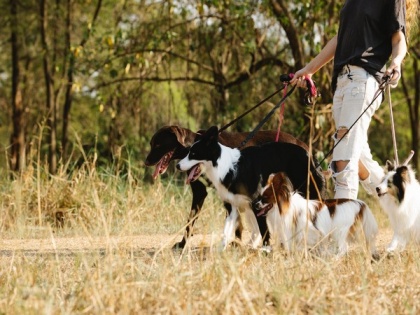 Study: Walking leashed dog connected to increased risk of traumatic brain injury in adults | Study: Walking leashed dog connected to increased risk of traumatic brain injury in adults