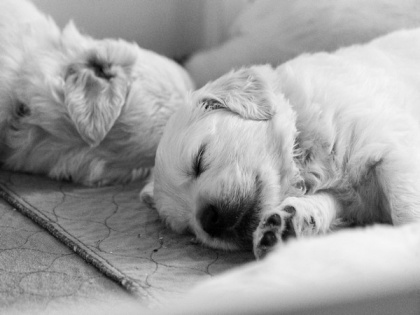 New study investigates importance of sleep disturbance in dogs with dementia | New study investigates importance of sleep disturbance in dogs with dementia