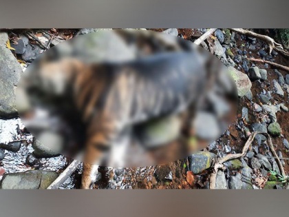 Rare melanistic tiger found dead in Odisha's Similipal Tiger Reserve | Rare melanistic tiger found dead in Odisha's Similipal Tiger Reserve