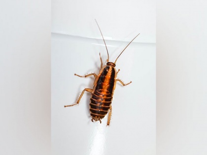 Met Gala 2023: A cockroach had a fashion moment on red carpet, video goes viral | Met Gala 2023: A cockroach had a fashion moment on red carpet, video goes viral