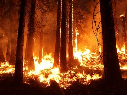 Canada's Alberta declares state of emergency over wildfires | Canada's Alberta declares state of emergency over wildfires