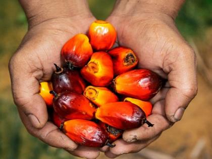 Govt continuously making efforts to raise area production of palm oil: Tripura horticulture official | Govt continuously making efforts to raise area production of palm oil: Tripura horticulture official