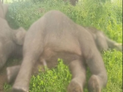 Four elephants die in Andhra's Srikakulam; electrocution suspected | Four elephants die in Andhra's Srikakulam; electrocution suspected