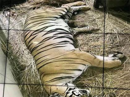 Royal Bengal tigress gives birth to cubs in Delhi zoo after 18 long years | Royal Bengal tigress gives birth to cubs in Delhi zoo after 18 long years