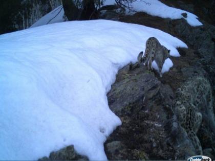 J-K: Camera trap confirms presence of snow leopard at Kishtwar National Park | J-K: Camera trap confirms presence of snow leopard at Kishtwar National Park
