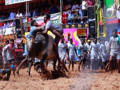 SC upholds Tamil Nadu government's law allowing bull-taming sport "Jallikattu" in State | SC upholds Tamil Nadu government's law allowing bull-taming sport "Jallikattu" in State