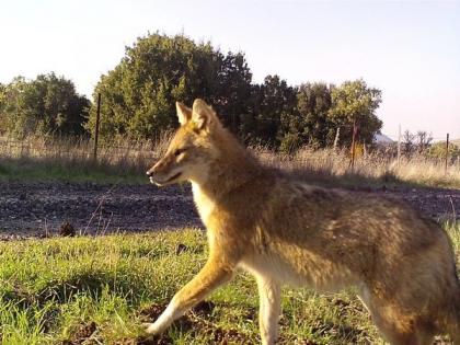 Proximity to humans could lead to jackal domestication, Israeli study finds | Proximity to humans could lead to jackal domestication, Israeli study finds Proximity to humans could lead to jackal domestication, Israeli study finds | Proximity to humans could lead to jackal domestication, Israeli study finds