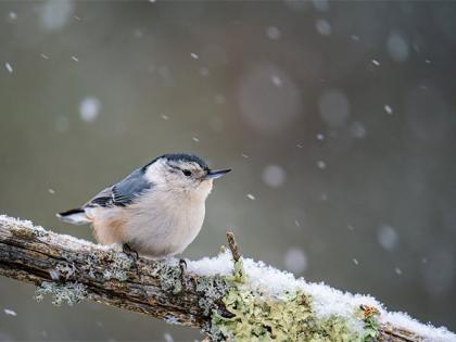 Study finds climate change likely to expose species across globe to dangerous temperatures | Study finds climate change likely to expose species across globe to dangerous temperatures