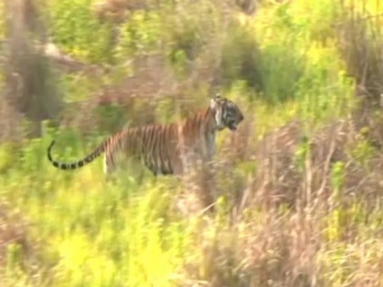 Release of tigress in Rajaji Park a milestone to bring balance in ecology, economy: U'khand CM Dhami | Release of tigress in Rajaji Park a milestone to bring balance in ecology, economy: U'khand CM Dhami