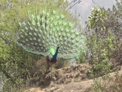 MP: Video of man torturing peacock in Katni goes viral, accused on the run | MP: Video of man torturing peacock in Katni goes viral, accused on the run