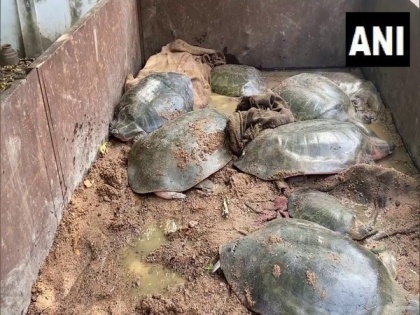 Police rescue 13 turtles from UP's Etawah, arrest 3 poachers | Police rescue 13 turtles from UP's Etawah, arrest 3 poachers