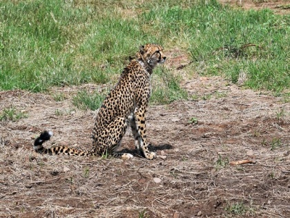 2-month-old cheetah cub dies at Madhya Pradesh's Kuno National Park | 2-month-old cheetah cub dies at Madhya Pradesh's Kuno National Park