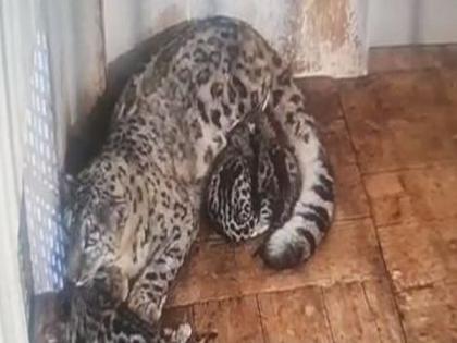 Darjeeling Zoo welcomes 5 newborn snow leopard cubs | Darjeeling Zoo welcomes 5 newborn snow leopard cubs