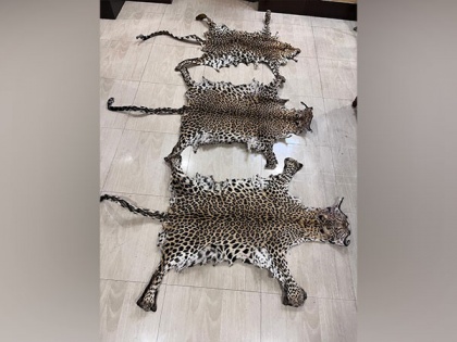 Odisha: STF seizes 3 leopard skins in Rayagada, 1 held | Odisha: STF seizes 3 leopard skins in Rayagada, 1 held