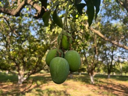 MP: Bhopali 'Dahiyar' mango has huge demand abroad, says Fruit Research Centre scientist | MP: Bhopali 'Dahiyar' mango has huge demand abroad, says Fruit Research Centre scientist