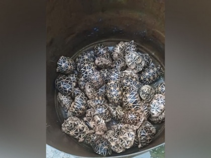BSF rescues 140 turtles from smugglers on Indo-Bangladesh border | BSF rescues 140 turtles from smugglers on Indo-Bangladesh border
