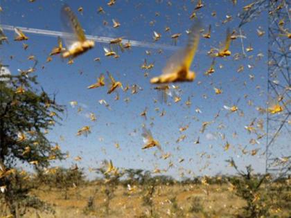Locust invasion causes huge losses to farmers in Afghanistan's northern provinces | Locust invasion causes huge losses to farmers in Afghanistan's northern provinces