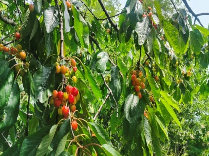 Kashmir's cherry harvest: A blossoming mid-year economic relief | Kashmir's cherry harvest: A blossoming mid-year economic relief