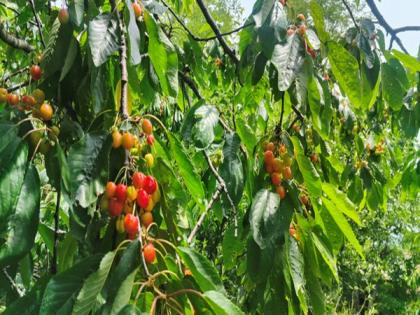 Kashmir's cherry harvest: A blossoming mid-year economic relief | Kashmir's cherry harvest: A blossoming mid-year economic relief Kashmir's cherry harvest: A blossoming mid-year economic relief | Kashmir's cherry harvest: A blossoming mid-year economic relief