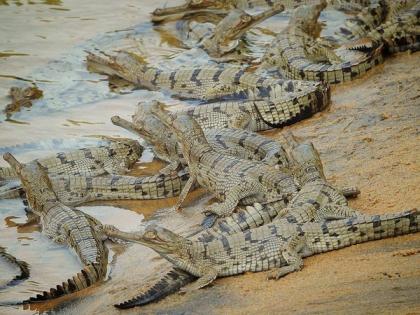Odisha: Gharial hatchlings spotted for third consecutive year | Odisha: Gharial hatchlings spotted for third consecutive year