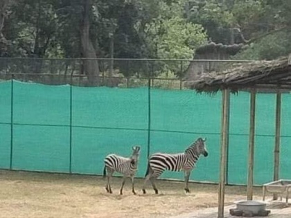 Assam State Zoo welcomes five new inmates | Assam State Zoo welcomes five new inmates