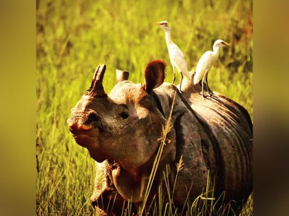 One-Horned Rhino enters village in Assam's Jorhat, creates panic | One-Horned Rhino enters village in Assam's Jorhat, creates panic