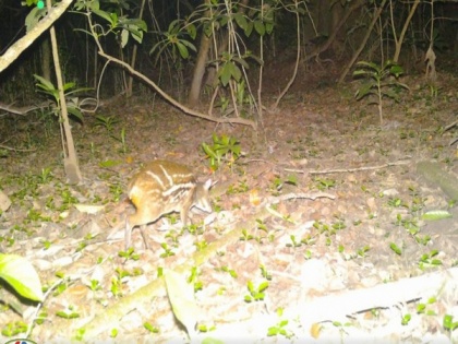 Chhattisgarh: Rare Indian Mouse Deer spotted in Kanger Valley National Park | Chhattisgarh: Rare Indian Mouse Deer spotted in Kanger Valley National Park