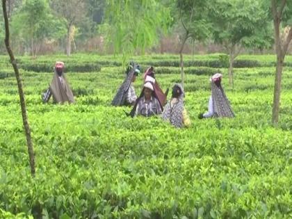 Scanty rain hits tea industry in North Bengal | Scanty rain hits tea industry in North Bengal