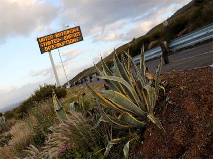 Elephant's Foot: Thieves steal 'succulent' plants from South Africa, sell them in China | Elephant's Foot: Thieves steal 'succulent' plants from South Africa, sell them in China