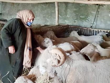 North Kashmir's female farmer leads the way in sheep farming | North Kashmir's female farmer leads the way in sheep farming