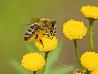 Honey bee nest structure is surprisingly adaptive, resilient: Study | Honey bee nest structure is surprisingly adaptive, resilient: Study