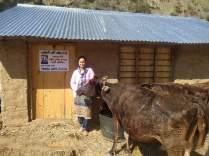 Dairy farming brings livelihood opportunities in remote Himachal's Sirmaur | Dairy farming brings livelihood opportunities in remote Himachal's Sirmaur