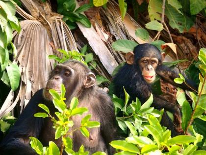 Communication development in chimps parallels that of human infants: Study | Communication development in chimps parallels that of human infants: Study