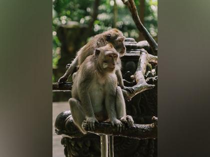 Socially adept monkeys have superior impulse control: Study | Socially adept monkeys have superior impulse control: Study
