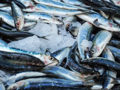 Study finds genomic resources to improve fisheries' climate resilience | Study finds genomic resources to improve fisheries' climate resilience