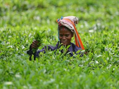 Assam Tea completes 200 years: Govt grants tax exemption on agricultural income for period of 3 years | Assam Tea completes 200 years: Govt grants tax exemption on agricultural income for period of 3 years