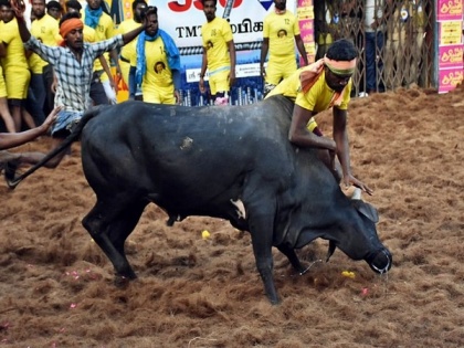 Karnataka: 8 people injured after being attacked by bulls during Kari festival | Karnataka: 8 people injured after being attacked by bulls during Kari festival