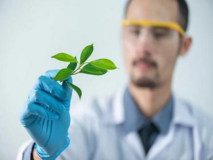 A novel method creates a window for studying the transport and distribution of elements in plants: Study | A novel method creates a window for studying the transport and distribution of elements in plants: Study
